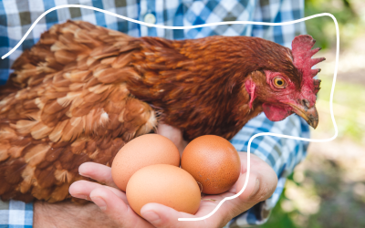 Income Protection - Protect the chicken providing the eggs